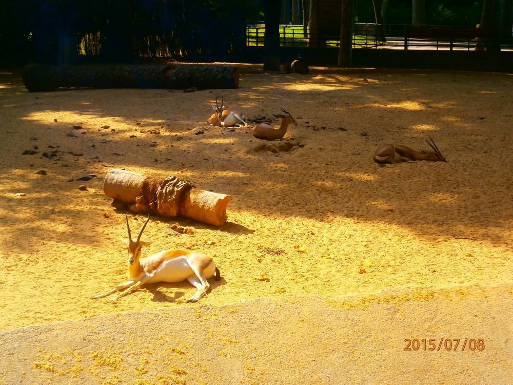 9 Semaines Et Demi Streaming Vf Complet gazelles